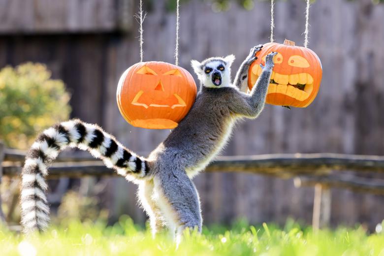 El Lemur curiosea con unas calabazas. Le gustan, parece que quiere posar para uan buena fotografía