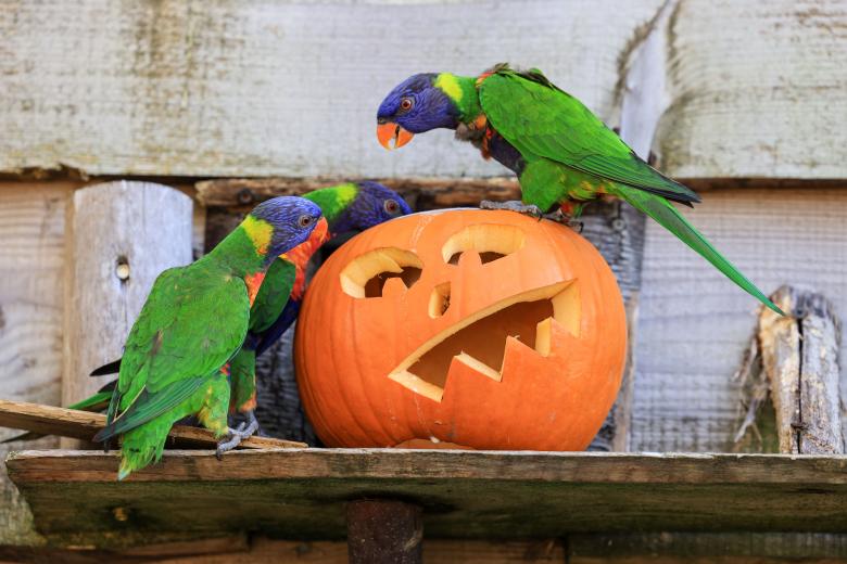 Tres coloridos loros sobre una calabaza de Halloween, son los únicos animales del zoo que, con empeño y paciencia, podrían llegar a decir «¿truco o trato?»