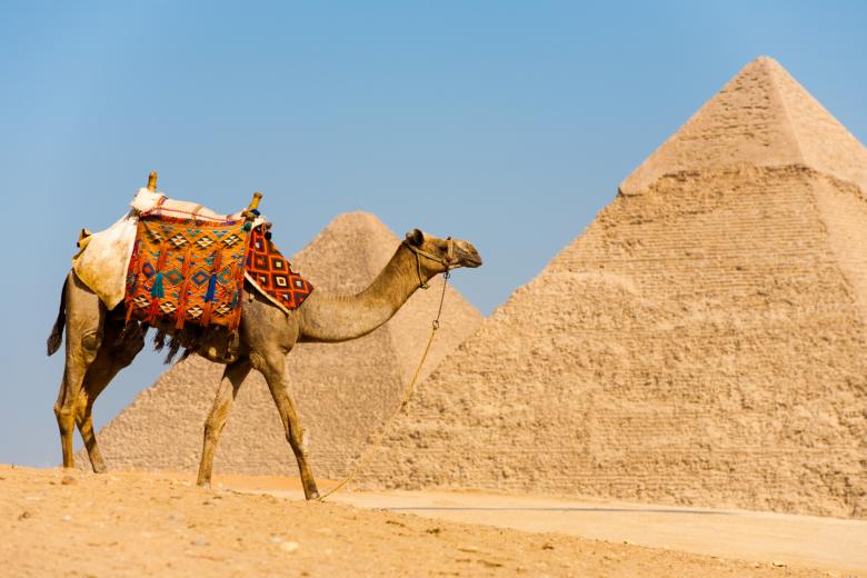 A camel walks in front of the Pyramids of Cheops and Khafre at Giza in Cairo, Egypt