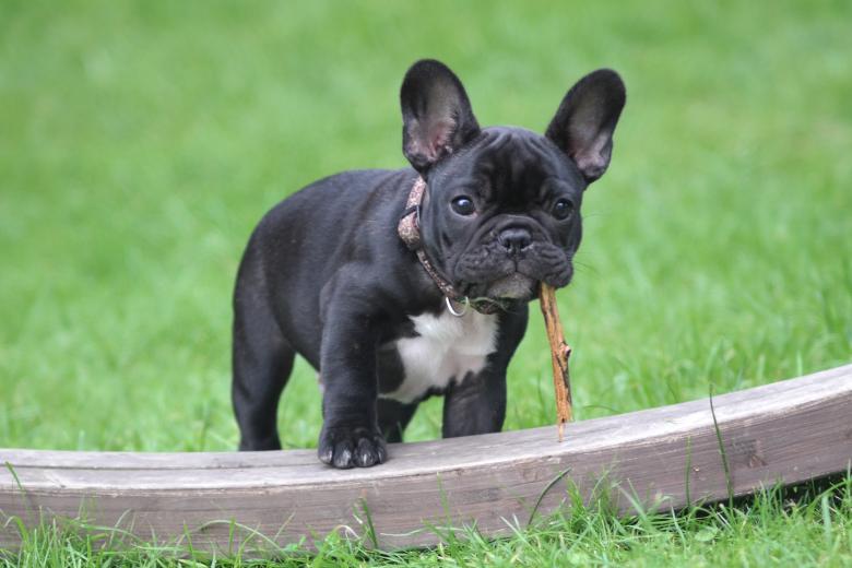 Cachorro de bulldog francés