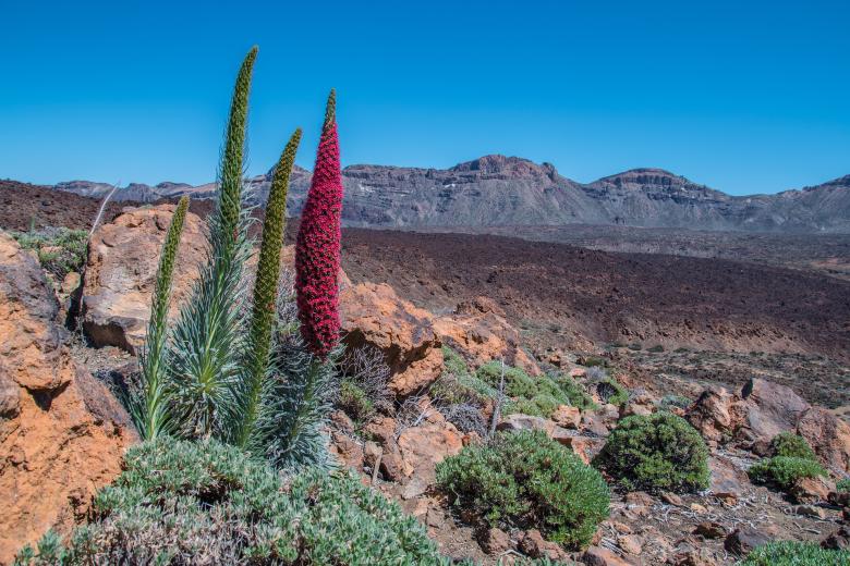 el parque nacional del Teide encabeza la clasificación, y razones no le faltan. Con cientos de conos, coladas y cuevas, es una de las manifestaciones más importantes de vulcanismo en todo el mundo y, desde 2007, forma para de la lista del Patrimonio de la Humanidad de la Unesco. Aquí se encuentra el volcán del Teide, la cumbre más elevada de toda España y uno de los mayores volcanes del planeta. Además, es un destino imprescindible para los amantes del turismo astronómico, ya que ha sido reconocido con el certificado Starlight, que lo acredita como un lugar privilegiado para la observación de estrellas.  

el parque nacional del Teide encabeza la clasificación, y razones no le faltan. Con cientos de conos, coladas y cuevas, es una de las manifestaciones más importantes de vulcanismo en todo el mundo y, desde 2007, forma para de la lista del Patrimonio de la Humanidad de la Unesco. Aquí se encuentra el volcán del Teide, la cumbre más elevada de toda España y uno de los mayores volcanes del planeta. Además, es un destino imprescindible para los amantes del turismo astronómico, ya que ha sido reconocido con el certificado Starlight, que lo acredita como un lugar privilegiado para la observación de estrellas.  

el parque nacional del Teide encabeza la clasificación, y razones no le faltan. Con cientos de conos, coladas y cuevas, es una de las manifestaciones más importantes de vulcanismo en todo el mundo y, desde 2007, forma para de la lista del Patrimonio de la Humanidad de la Unesco. Aquí se encuentra el volcán del Teide, la cumbre más elevada de toda España y uno de los mayores volcanes del planeta. Además, es un destino imprescindible para los amantes del turismo astronómico, ya que ha sido reconocido con el certificado Starlight, que lo acredita como un lugar privilegiado para la observación de estrellas.