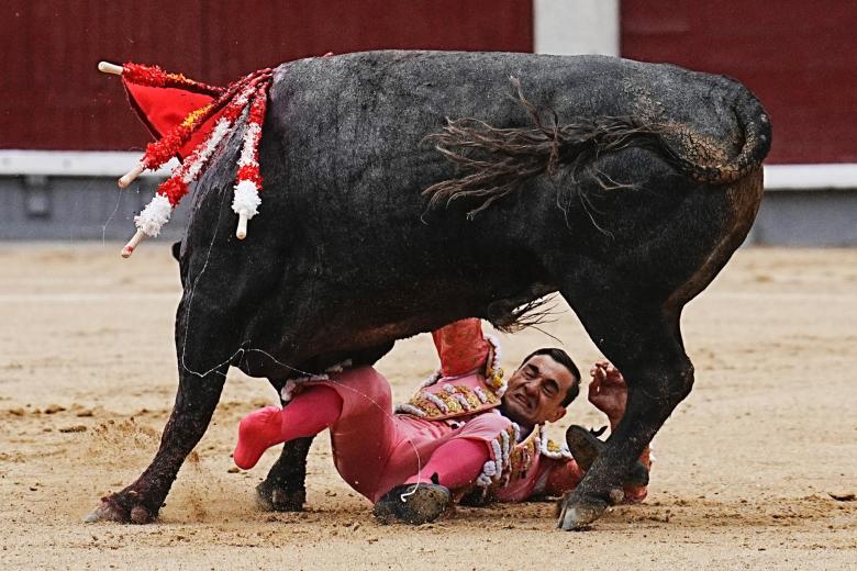 El diestro Paco Ureña sufre una cogida por su primero durante la Corrida de la Prensa que cierra la Feria de San Isidro en la Plaza de las Ventas