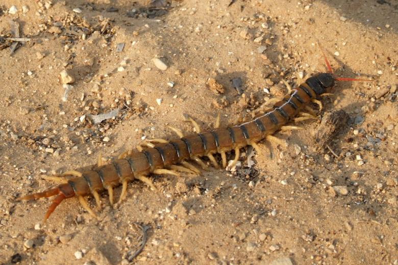 escolopendra