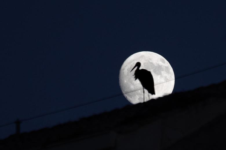 Vista de la luna con la silueta de una cigüeña este domingo en Logroño. El mes de julio se inicia con la llamada "superluna de ciervo", una luna llena más grande y brillante de lo normal que alumbrará notablemente el cielo nocturno en Logroño. EFE/Raquel Manzanares.