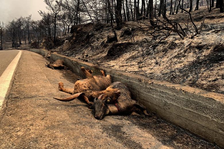 Carneros muertos yacen en un camino después tras un incendio forestal en el pueblo de Asklipio, en la isla de Rodas, Grecia