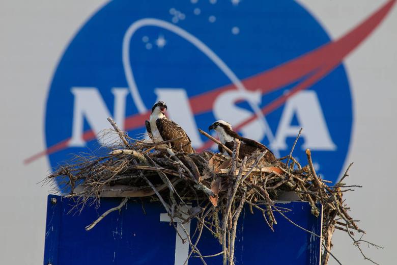 En esta foto del 7 de junio de 2023, dos águilas pescadoras se posan en su nido encima de un letrero del área de clasificación frente al edificio de ensamblaje de vehículos en el Centro Espacial Kennedy de la NASA en Florida.