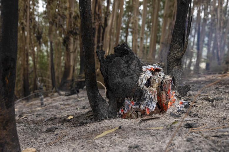 Un tronco que ardía el pasado 25 de agosto, cuando el incendio de Tenerife fue declarado estabilizado por las autoridades, pero aún siguen las labores de enfriamiento de las zonas afectadas