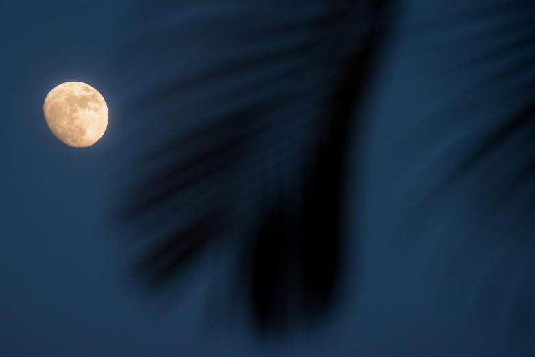 Vista de la luna en fase creciente delante de las ramas de un árbol chaguaramo en Caracas (Venezuela)