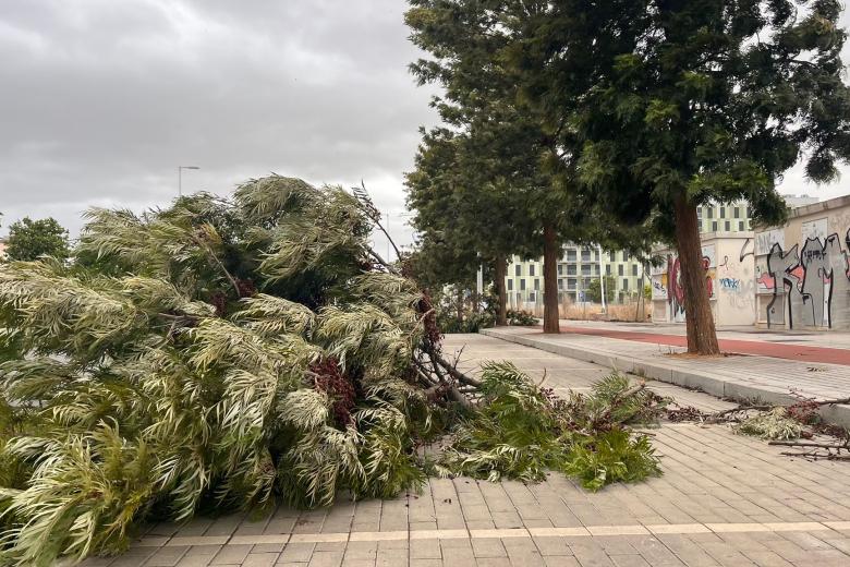 Árbol caído en la zona de Arroyo del Moro