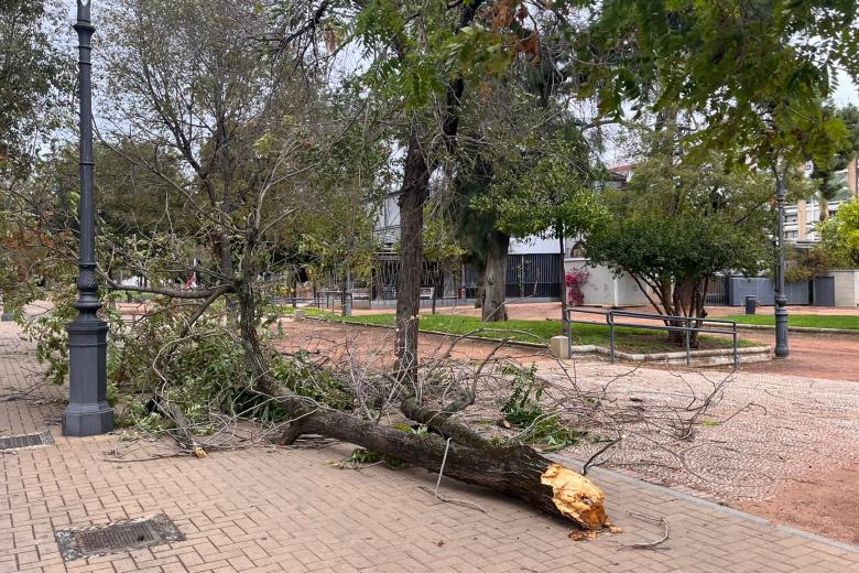 Árbol caído en la Avenida de la Victoria