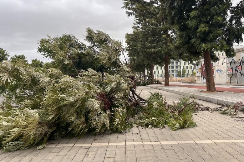 Las incidencias causadas por el temporal en imágenes