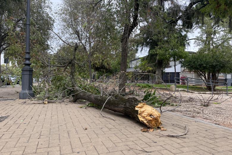 Las incidencias causadas por el temporal en imágenes