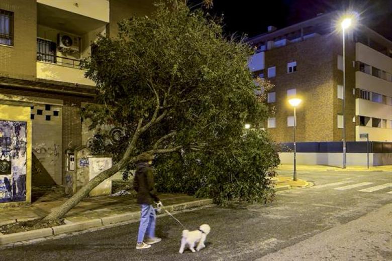 Una persona pasea junto a su perro ante uno de los múltiples árboles (de diferente tamaño) que han sido derribados por el fuerte temporal de viento hoy en Mairena del Aljarafe. (Sevilla)