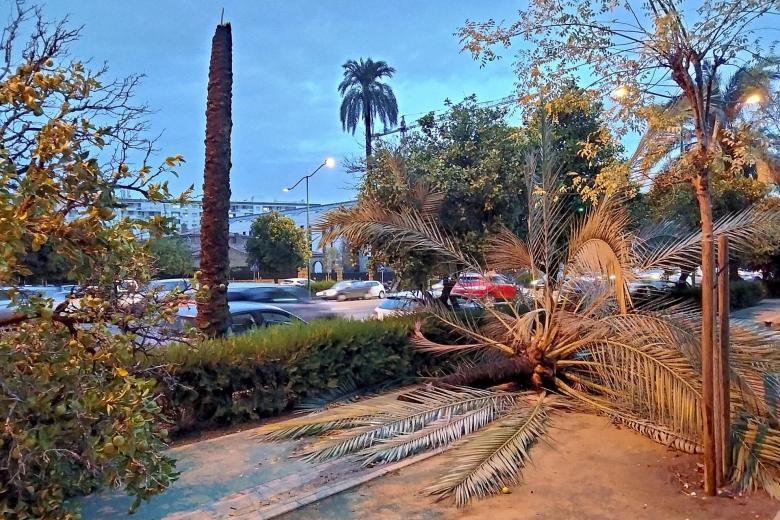 Palmeras caídas en la Avenida de la Palmera de Sevilla, por el fuerte viento registrado