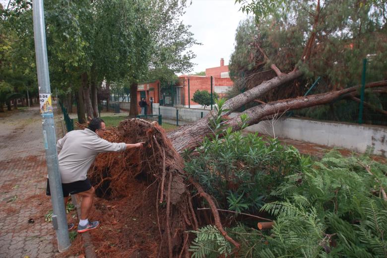 Caída de un árbol de grandes dimensiones sobre la valla del Colegio Arboleda en el barrio de Sevilla este por la borrasca Bernard