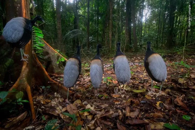 Trompeteros aligrís​ observando cómo se desliza una boa constrictor en la selva tropical que rodea el Centro Espacial de Guayana (Guayana Francesa)