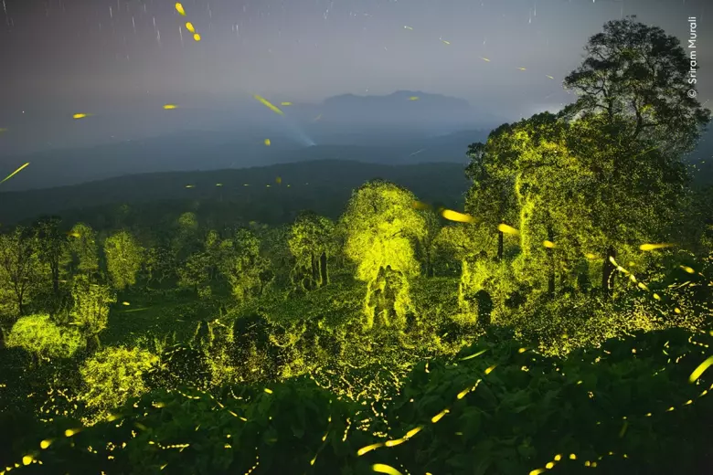 Bosque iluminado con luciérnagas en la Reserva de Tigres de Anamalai (India)