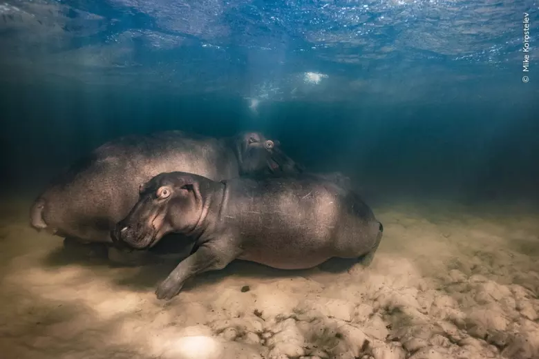 Hipopótamos de un lago cerca de Kosi Bay (Sudáfrica)