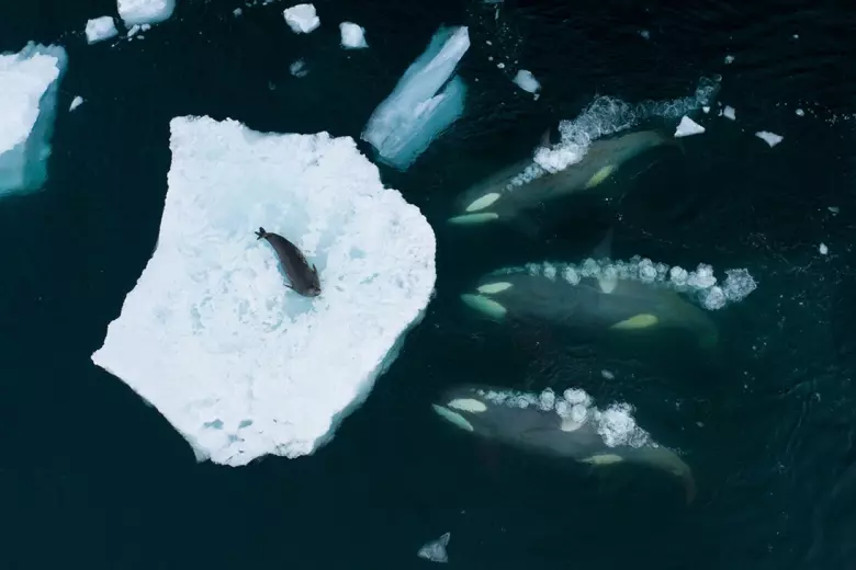 Grupo de orcas especializadas en cazar focas cargando hacia el hielo, creando una ola que arrastra a la foca al agua