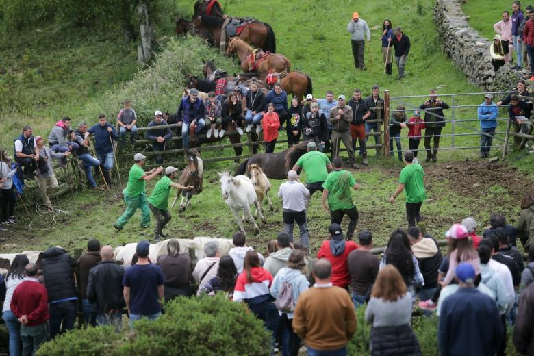 Vista general de caballos y ‘aloitadores’ o agarradores en la Rapa das Bestas de Campo de Oso, a 26 de junio de 2022, en Mondoñedo, Lugo, Galicia (España). Esta celebración anual, tanto cultural como turística, consiste en cortar las crines de los caballos y desparasitarlos. El evento tiene lugar en un curro, recinto donde se acorralan los caballos y yeguas para que los agarradores los sujeten mientras se procede a la rapa, usando sólo su destreza y su cuerpo para realizar esta labor. Una vez que termina el ritual y los animales han sido marcados son devueltos a la libertad. Esta festividad parece remontarse a la Edad de Bronce.
26 JUNIO 2022;MONDOÑEDO;LUGO;GALICIA;RAPA DAS BESTAS
Carlos Castro / Europa Press
(Foto de ARCHIVO)
26/6/2022