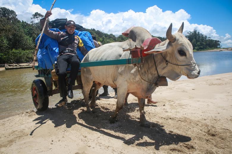 En la provincia de Lampung, en la isla de Sumatra, se utilizarán bueyes para transportar el material electoral por caminos de barro hacia y desde los colegios electorales