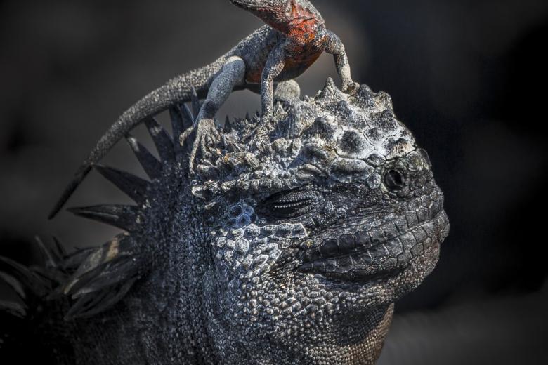 Lagarto tomando el sol sobre la cabeza de una iguana,