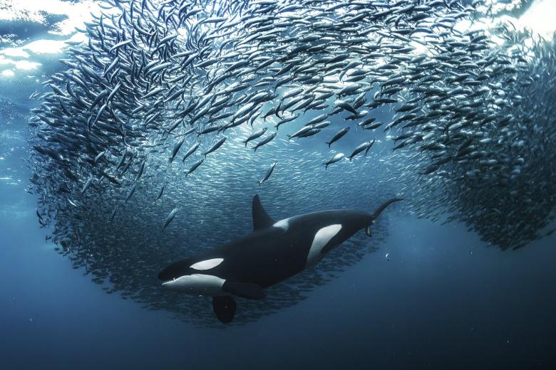 Una orca hembra que parte una bola de cebo de arenque mientras se lanza a través de ella para conseguir una