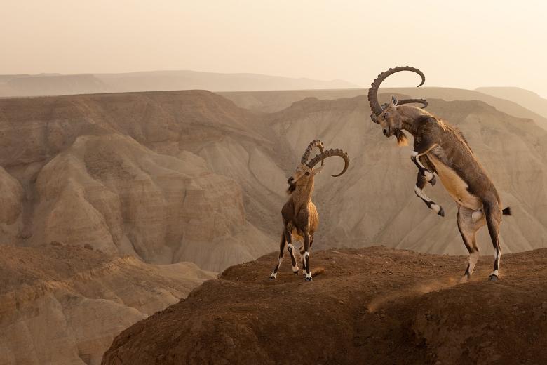 El Ibex de Nubia lucha al borde del acantilado con el hermoso telón de fondo de las montañas del desierto de Zin