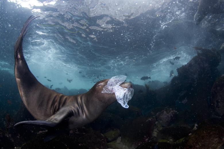 Un lobo marino lucha contra una bolsa de plástico