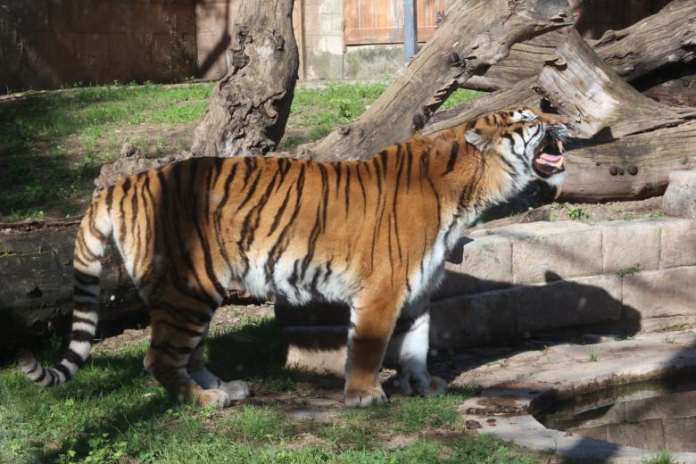 Los dos nuevos ejemplares de tigre de bengala del Centro de Conservación Zoo Córdoba, en imágenes