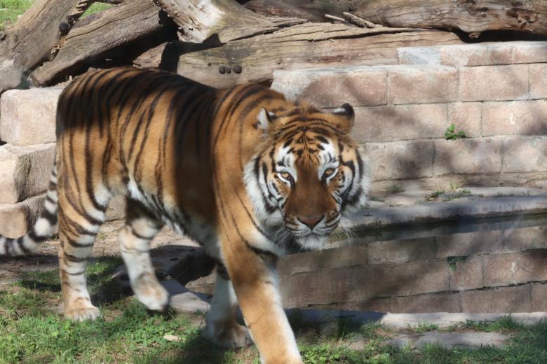 Los dos nuevos ejemplares de tigre de bengala del Centro de Conservación Zoo Córdoba, en imágenes