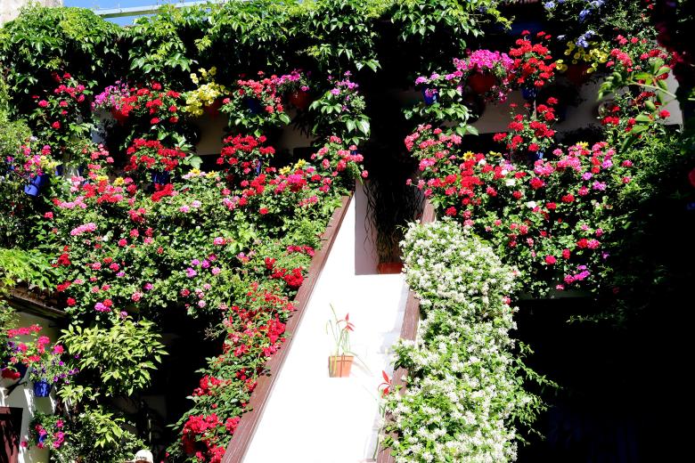 Patios cordobeses, ruta del barrio de San Basilio