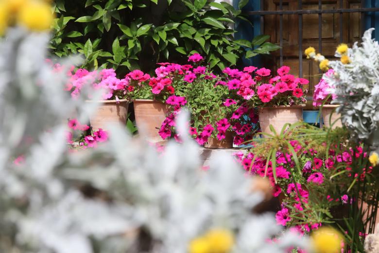 El Palacio de Viana celebra una jornada de puertas abiertas, con motivo del Festival de los Patios