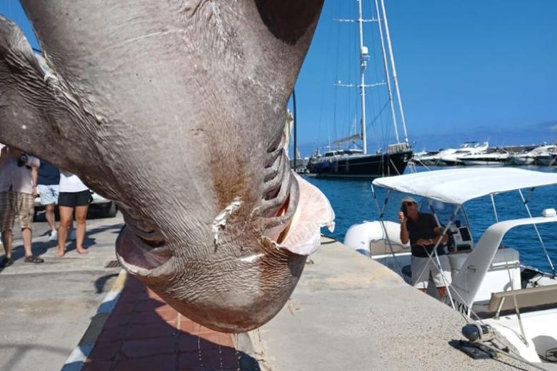 La cañabota aparecida en Altea