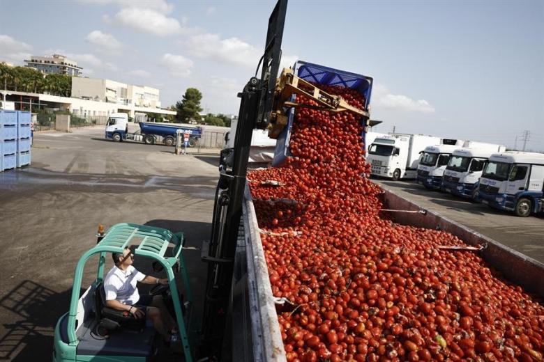 tomatina 3