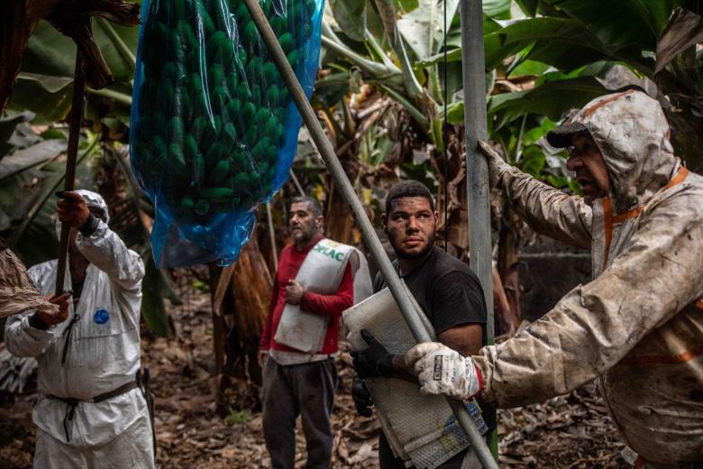 Varios agricultores recogieron plataneras cubiertas de ceniza, en una finca de Fuencaliente, en La Palma. Esta es la isla del archipiélago que más plátano produce después de Tenerife.