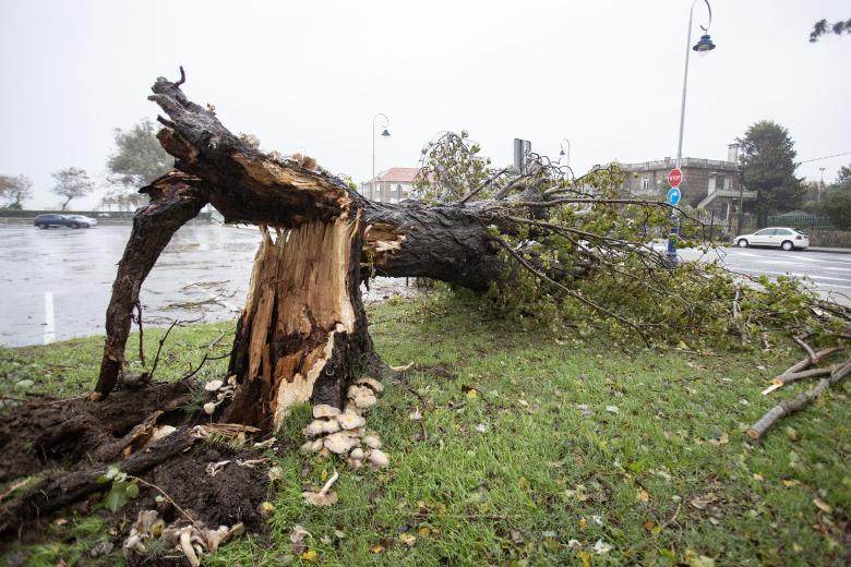 Vigo (Pontevedra), 09/10/2024.- Vista de un árbol caído en Samil este miércoles, al paso de la borrasca asociada al ya desecho huracán Kirk, que ha dejado un reguero de incidencias por toda Galicia, principalmente en la costa atlántica, con ráfagas de hasta 180 kilómetros por hora, como la registrada a las 9:20 horas de esta mañana en Carballeda de Valdeorras (Ourense), y muchísima lluvia.-EFE/ Salvador Sas