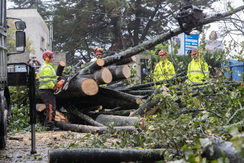 Vigo (Pontevedra), 09/10/2024.- Vista de un árbol caído este miércoles al paso de la borrasca asociada al ya desecho huracán Kirk, que ha dejado un reguero de incidencias por toda Galicia, principalmente en la costa atlántica, con ráfagas de hasta 180 kilómetros por hora, como la registrada a las 9:20 horas de esta mañana en Carballeda de Valdeorras (Ourense), y muchísima lluvia.-EFE/ Salvador Sas