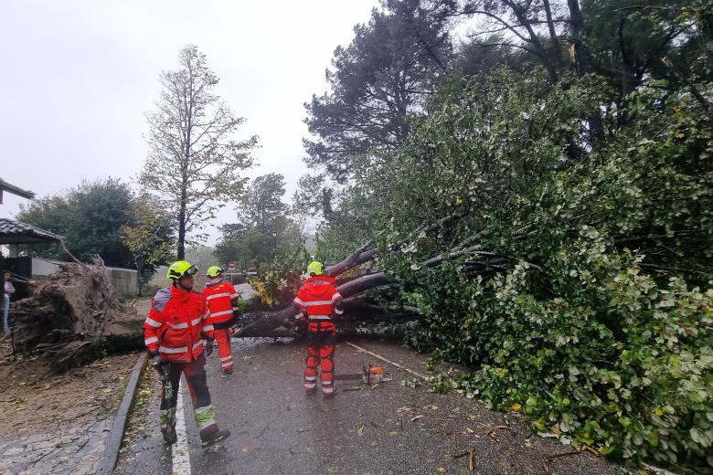 VIGO, 09/10/2024.- Efectivos del cuerpo de bomberos retiran uno de los árboles caídos en el Parque del Castro de Vigo a causa del viento. El  paso de una borrasca asociada al ya deshecho huracán Kirk ha dejado un reguero de incidencias por toda Galicia, principalmente en la costa atlántica, con ráfagas de hasta 180 kilómetros por hora, como la registrada a las 9:20 horas de esta mañana en Carballeda de Valdeorras (Ourense), y muchísima lluvia.EFE/ Salvador Sas