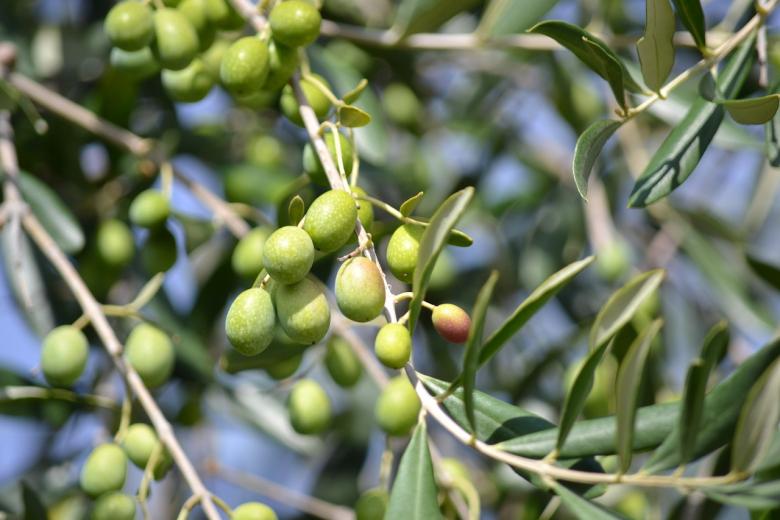 Fiesta de la Aceituna