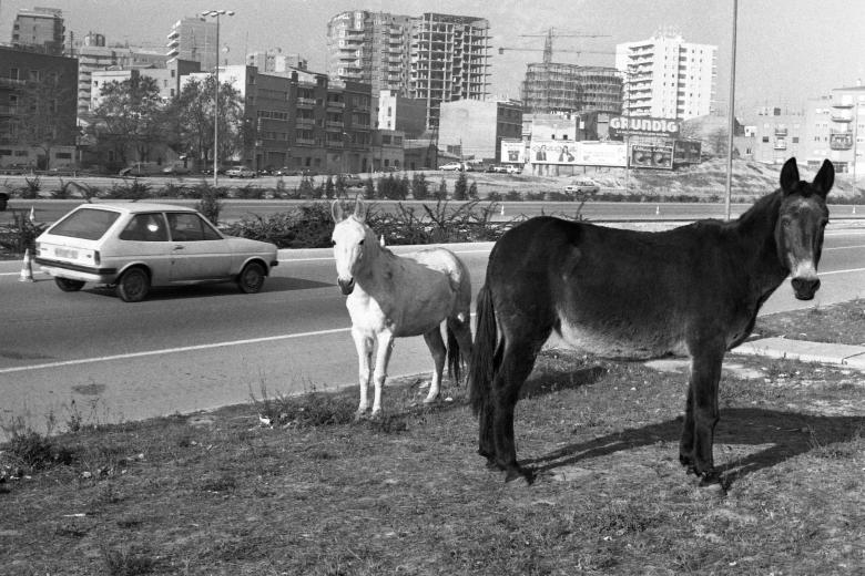 Unas mulas campan a sus anchas junto a la M-30 en 1980