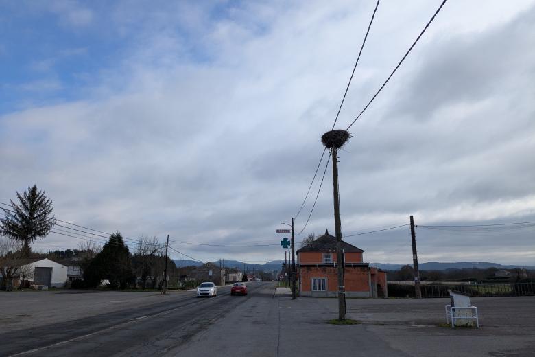 Nidos de cigüeña en los postes situados al borde la Nacional 6 a su paso por O Corgo (Lugo)