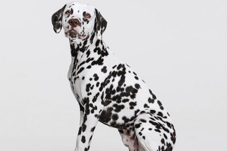 dalmata-caracteristicas-y-cuidados