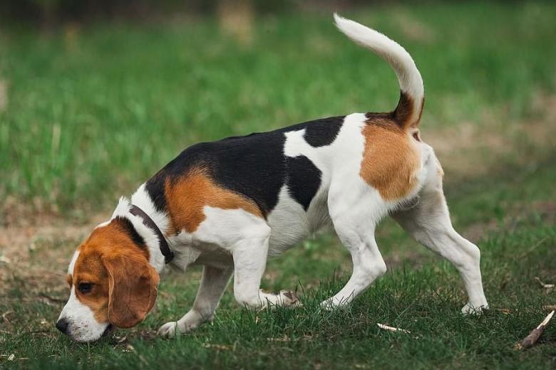 Beagle