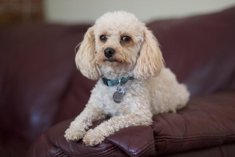 My cousin's poodle is perched and not knowing what to make of me.