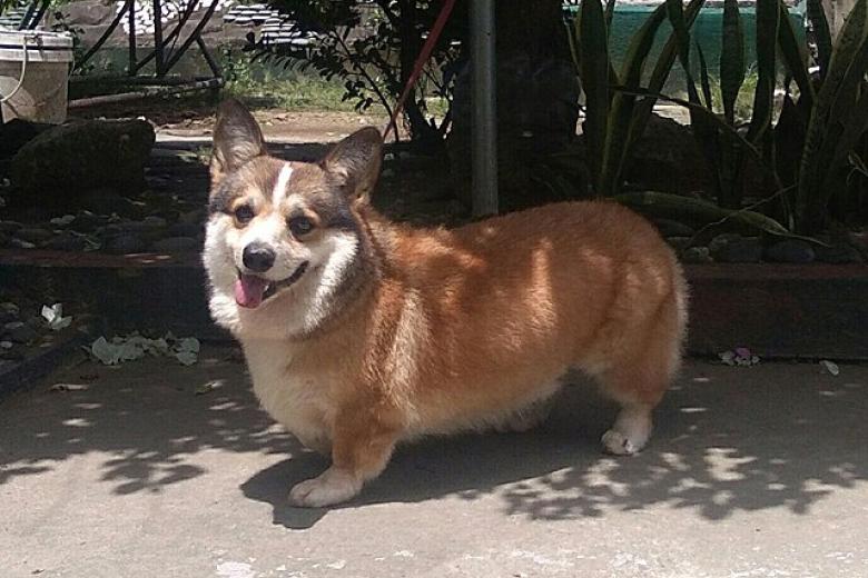 Corgi