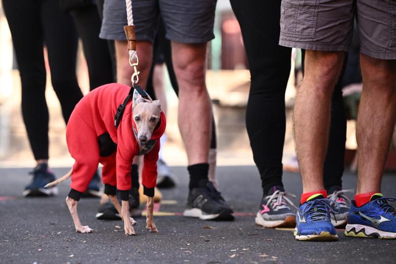 MELBOURNE (Australia), 03/05/2025.- A dog looks on as voters wait to enter the election centre at Brunswick East Primary School, in Melbourne, Victoria, Australia, 03 May 2025. (Elecciones) EFE/EPA/JOEL CARRETT AUSTRALIA AND NEW ZEALAND OUT