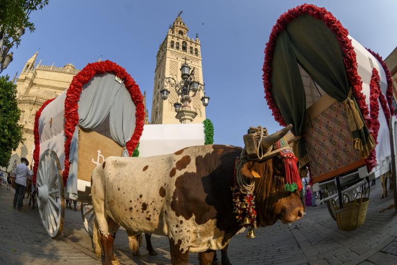 Carretas de la Hermandad de El Rocío de Sevilla-El Salvador esperan al Simpecado en la Plaza del Triunfo, bajo la Giralda en su salida hacia la aldea almonteña este miércoles