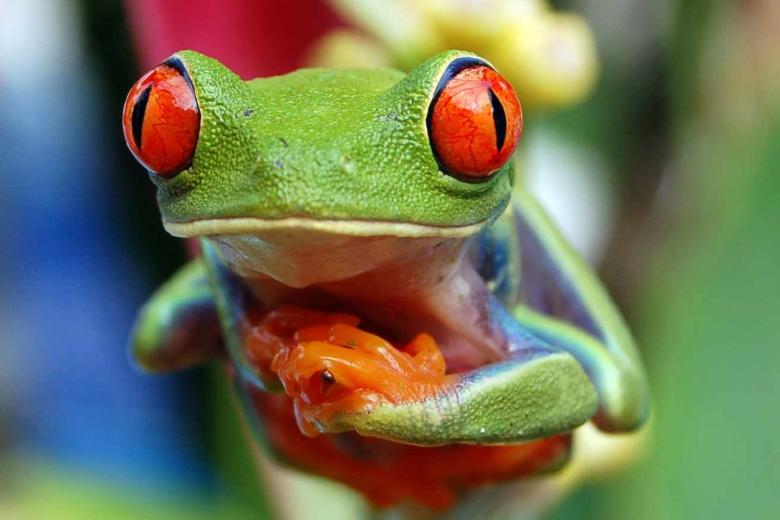 Costa Rica: el paraíso de la “Pura Vida”