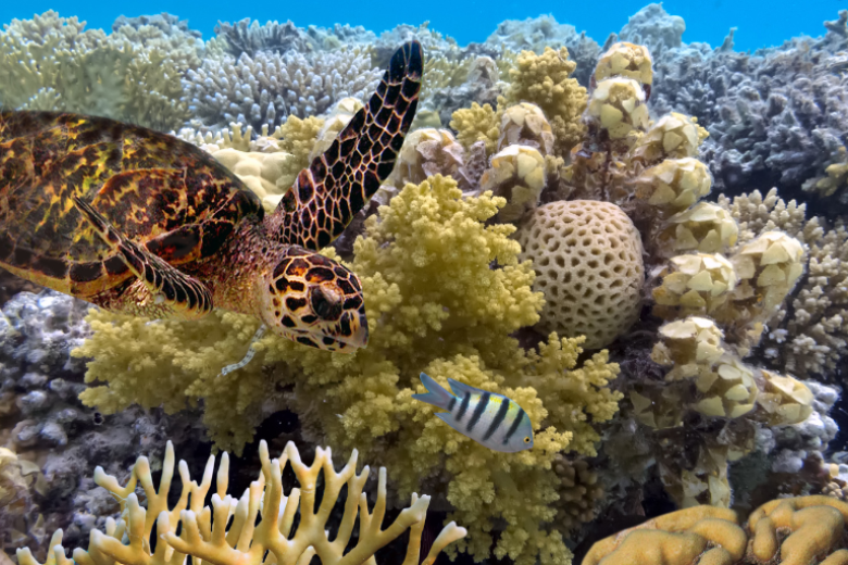 Gran Barrera de Coral: el paraíso bajo el mar